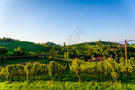 SulztalStyria奥地利2018年9月7日VineyardsSulztal著名的目地葡萄酒街区Styria南部夏季葡萄酒图片