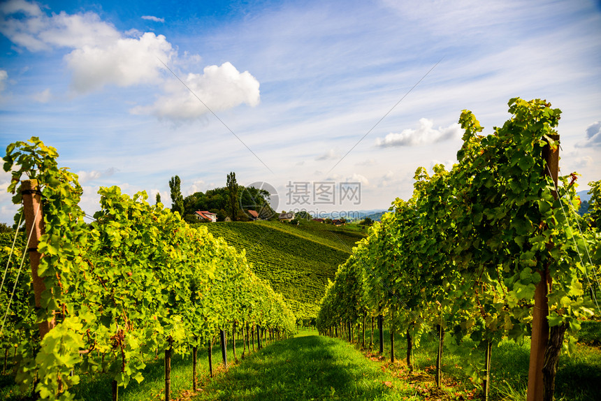 奥地利葡萄园苏尔兹塔莱布尼茨地区葡萄酒国施蒂里亚巴德拉克斯堡南部奥地利葡萄园莱布尼茨地区施蒂里亚以南图片