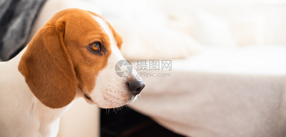 狗在沙发上摆出滑稽的姿势小猎犬睡在沙发上累了犬类概念狗在沙发上摆出滑稽的姿势小猎犬睡在沙发上累了图片