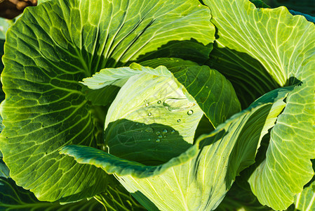 绿色卷心菜在田里生长农业概念图片