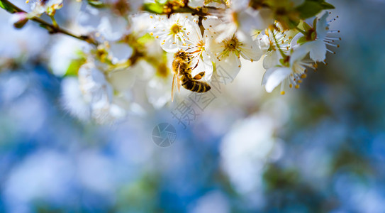 蜜蜂收集花和在白樱树花上传播粉对生态环境可持续具有重要意义复制空间蜜蜂收集花和在白樱树花上传播粉的近照图片