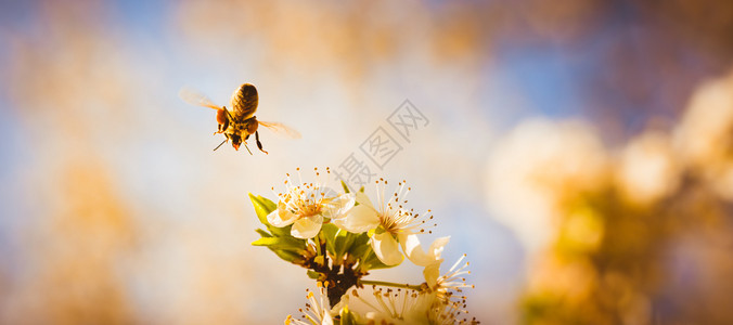 蜜蜂收集花和在白樱树花上传播粉对生态环境可持续具有重要意义复制空间蜜蜂收集花和在白樱树花上传播粉的近照图片