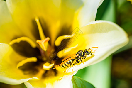 花园的黄蜂宏观有选择焦点花园黄野蜂有选择焦点图片