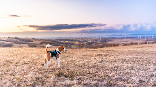 日落时野外狗欧洲无雪雨的冬季风景多彩的野外狗日落时外的狗风景多彩图片