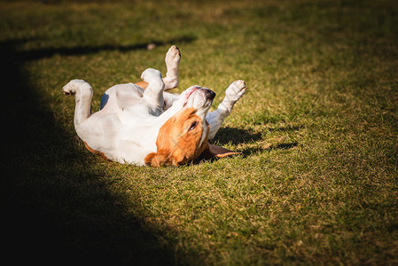 Beaglewalow和滚动在草地上狗有放松的时间躺在阳光下的绿草上猎犬的背景比格尔图片