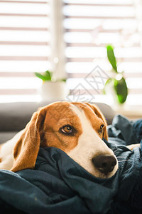 Beagle狗在沙发上睡得很累在家里的狗概念比格尔在沙发上睡得很累图片