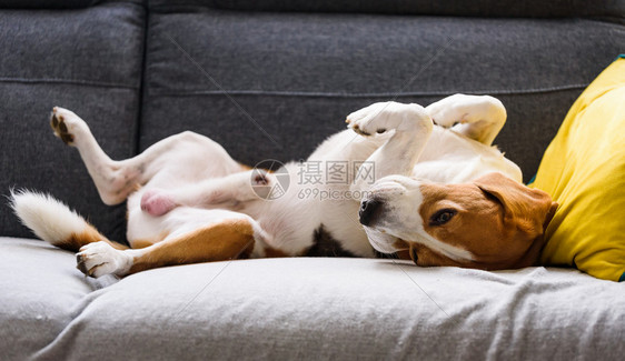 Beagle狗在沙发上睡得很累在家里的狗概念比格尔在沙发上睡得很累图片