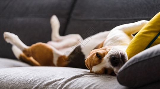 Beagle狗在沙发上睡得很累在家里的狗概念比格尔在沙发上睡得很累图片