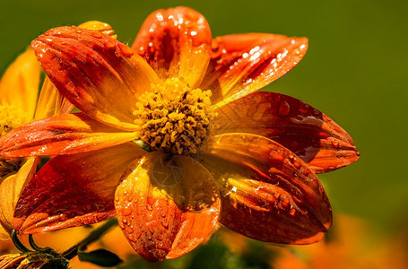 美丽的橙色花朵在春天绿色的然背景在雨中湿润详细的宏观摄影美丽的橙色花朵在春天绿色的然背景图片
