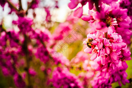 蜜蜂从粉红色花朵中收集粉对于环境生态可持续很重要复制空间对于环境生态可持续具有重要意义图片