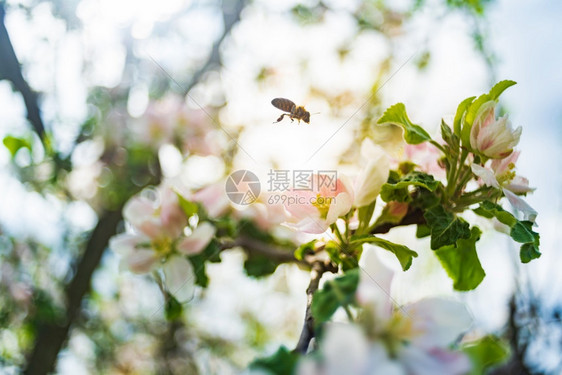 蜂蜜从苹果树的白花中收集粉对生态环境的可持续很重要复制空间蜜蜂从苹果树的白花中收集粉图片