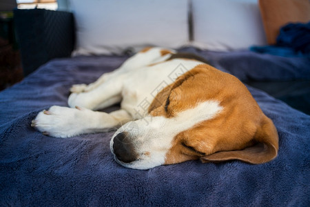 猎犬比格犬睡在户外的花园沙发上犬类概念猎犬比格犬睡在户外的花园沙发上图片