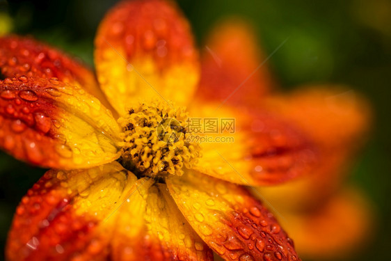 美丽的橙色花朵在春天绿色的然背景在雨中湿润详细的宏观摄影美丽的橙色花朵在春天绿色的然背景图片