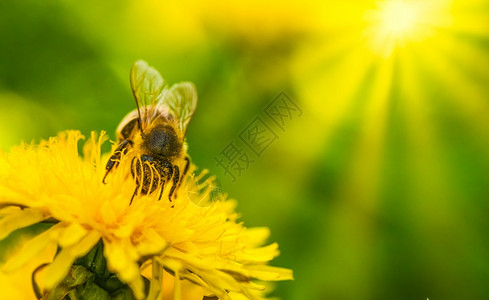 蜜蜂被黄色花粉覆盖从dandelion花朵中收集蜜对环境生态可持续很重要复制空间对环境生态可持续很重要图片