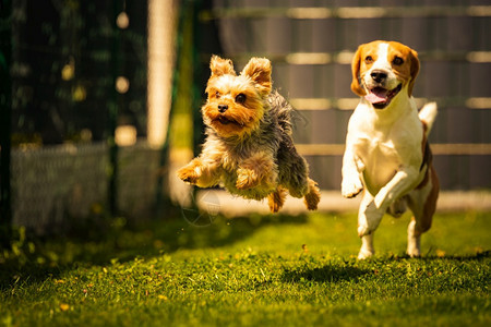 可爱的约克郡特瑞尔狗和小在后院里互相聊天与玩具一起奔跑和跳跃到相机上可爱的约克郡狗和小在后院里互相聊天图片