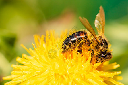 蜂蜜覆盖在花粉中春天从花朵中收集蜜用于设计或网络横幅的有用照片蜜蜂在春季从花朵中收集蜜图片