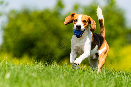 Beagle狗带着球跑过绿草地复制空间家禽狗概念拿蓝色球Beagle狗从绿色草地跑到相机背景图片