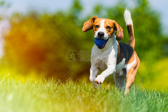Beagle狗带着球跑过绿草地复制空间家禽狗概念拿蓝色球轻度漏水编辑比格尔狗从绿色草地跑到相机轻度漏水编辑图片