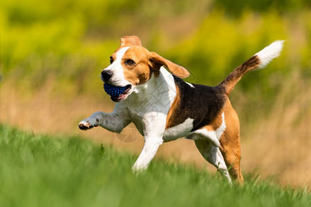 比格尔狗带着球跑过绿草地狗拿着蓝球跑过青草地狗拿着球跑过绿草地图片