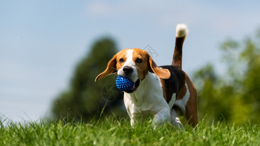 Beagle狗带着球跑过绿草地复制空间家禽狗概念拿蓝色球Beagle狗从绿色草地跑到相机背景