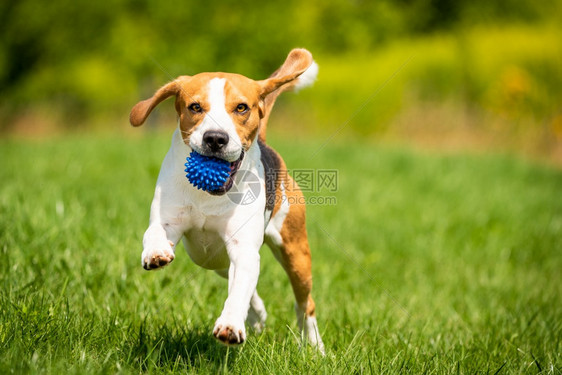 Beagle狗带着球跑过绿草地复制空间家禽狗概念拿蓝色球Beagle狗从绿色草地跑到相机图片