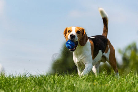 Beagle狗带着球跑过绿草地复制空间家禽狗概念拿蓝色球Beagle狗从绿色草地跑到相机背景