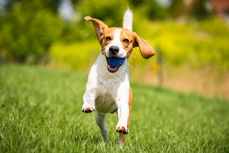 Beagle狗带着球跑过绿草地复制空间家禽狗概念拿蓝色球Beagle狗从绿色草地跑到相机背景