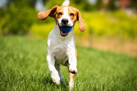 Beagle狗带着球跑过绿草地复制空间家禽狗概念拿蓝色球Beagle狗从绿色草地跑到相机图片