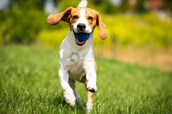 Beagle狗带着球跑过绿草地复制空间家禽狗概念拿蓝色球Beagle狗从绿色草地跑到相机图片