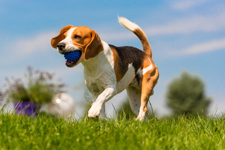 在花园户外玩比格尔狗的乐趣与球一起奔跑跳向相机狗背景在花园户外玩比格尔狗的乐趣与球一起奔跑跳跃图片
