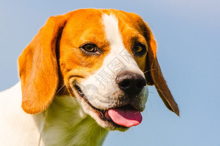 Beagle狗在蓝晴天空上紧贴头部肖像夏季热狗和舌头外出亮和彩色丰满图片