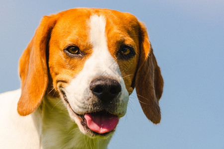 Beagle狗在蓝晴天空上紧贴头部肖像夏季热狗和舌头外出亮和彩色丰满图片