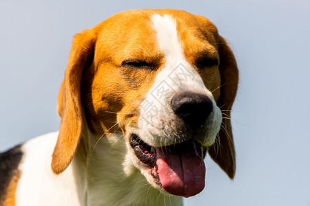 闪发光的比格尔狗在蓝晴的天空上紧贴头部肖像夏热中的狗和舌头都伸出来亮和彩色的狗比格尔在蓝晴的天空上紧贴头部肖像图片