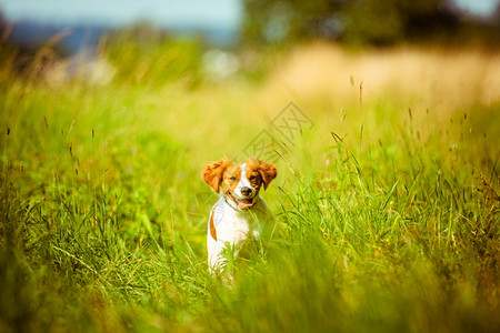 BretonCassiel母狗跑过草地动物背景复制空间在右侧Breton母狗跑向摄像头图片