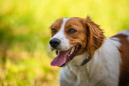 绿色草地上的Breton西班牙女狗动物背景的Breton西班牙女狗图片