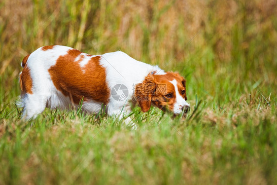 布雷顿猎犬雌小狗狩猎场动物背景布列顿猎犬在野外打猎的雌小狗图片