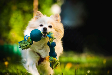 美丽的白狗美的德国人奶油克林拿玩具跑向相机小家庭宠物概念美丽的白狗拿玩具跑向相机图片