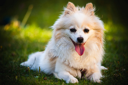 PomeranianSpitz狗在户外躺草图上左侧复制空间Pomeranian狗在户外躺草图上图片