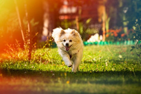 波美拉尼亚狗德国斯皮茨克莱因拿着玩具跑向相机小型家用宠物概念波美拉尼亚狗德国斯皮茨克莱因拿着玩具跑向相机图片