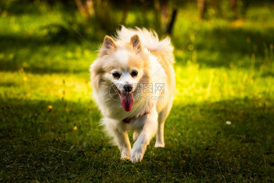 后院的波美拉尼狗德国后院的克里尼小家庭宠物概念德国狗图片