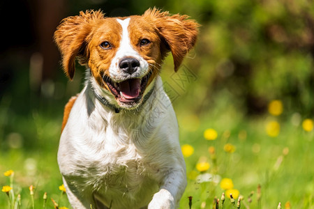 布列塔尼猎犬母犬穿过草地向镜头跑去动物背景复制右边的空格布列塔尼猎犬母犬跑向镜头图片