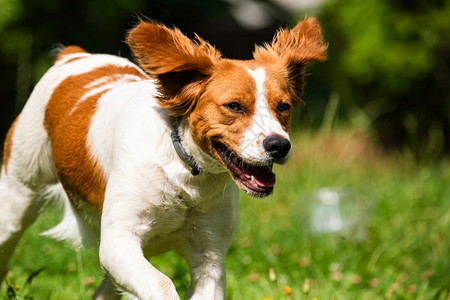 布列塔尼母狗穿过草地朝镜头跑去动物背景复制右边的空格布列塔尼猎犬母犬跑向镜头图片