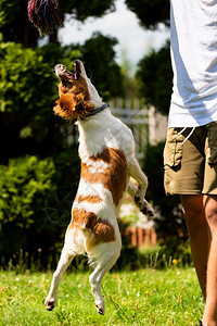 布列塔尼斯帕尔小狗在拖战之外玩耍跳到高处去拿绳子垂直照片图片