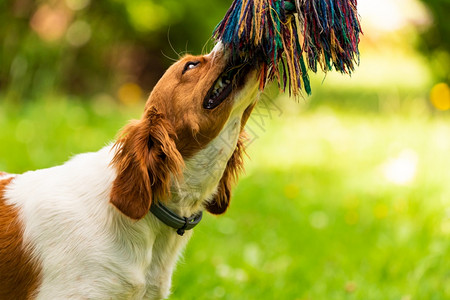 布列塔尼狗在拖战之外玩耍狗训练概念垂直照片布列塔尼狗在拖战之外玩耍图片