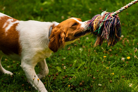 布列塔尼狗在拖战之外玩耍狗训练概念垂直照片布列塔尼狗在拖战之外玩耍图片
