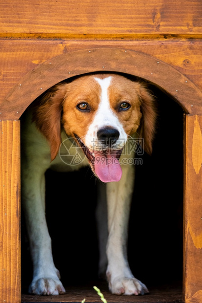 布列塔尼狗在木制狗屋的母狗从里面向外看垂直照片布列塔尼狗在木制狗屋的母狗从里面向外看图片
