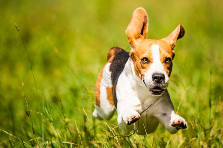 野外的比格尔狗乐趣跑来跳到摄像头上脚和耳朵中间狗的背景Beagle狗的乐趣跑来跳到摄像机上耳朵在地面图片