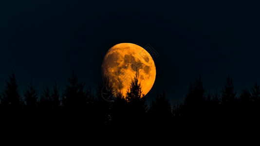 黄月在黑暗天空中树在前景背黄月在黑暗天空中树在前景图片