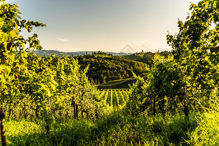 奥地利南施蒂里亚葡萄园旅行目的地葡萄情人旅游点日落风景南施蒂里亚葡萄园旅行目的地图片