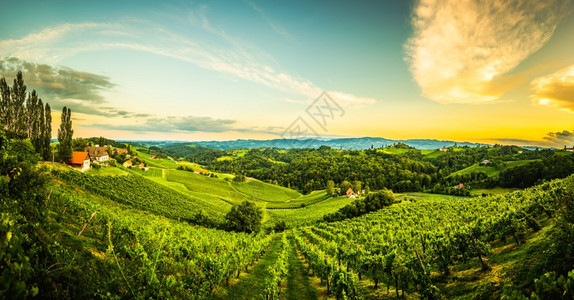 奥地利南施蒂里亚葡萄园全景旅游目的地葡萄情人旅游点日落风景南施蒂里亚葡萄园旅游目的地图片
